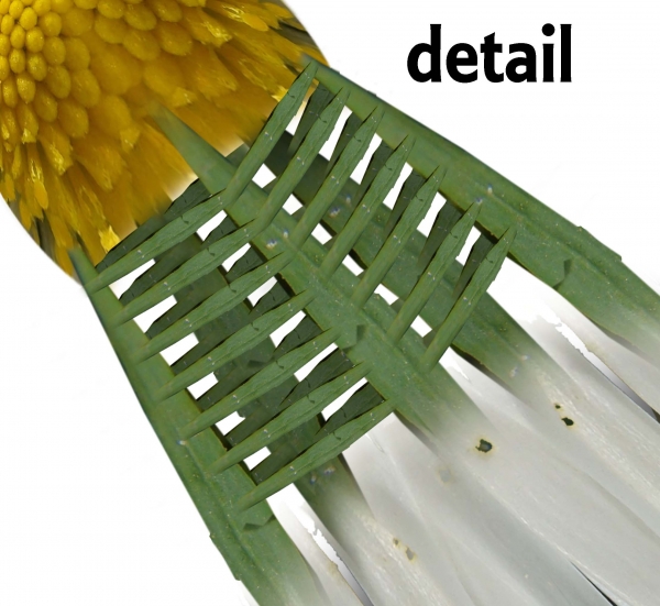 Creation of Shuttlecocks: Step 5